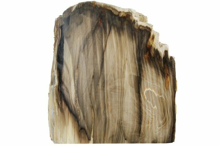 Polished, Petrified Wood (Metasequoia) Stand Up - Oregon #185154